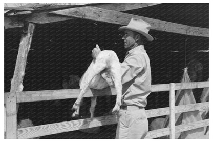 Herding Goats into Shearing Pen Kimble County Texas 1940