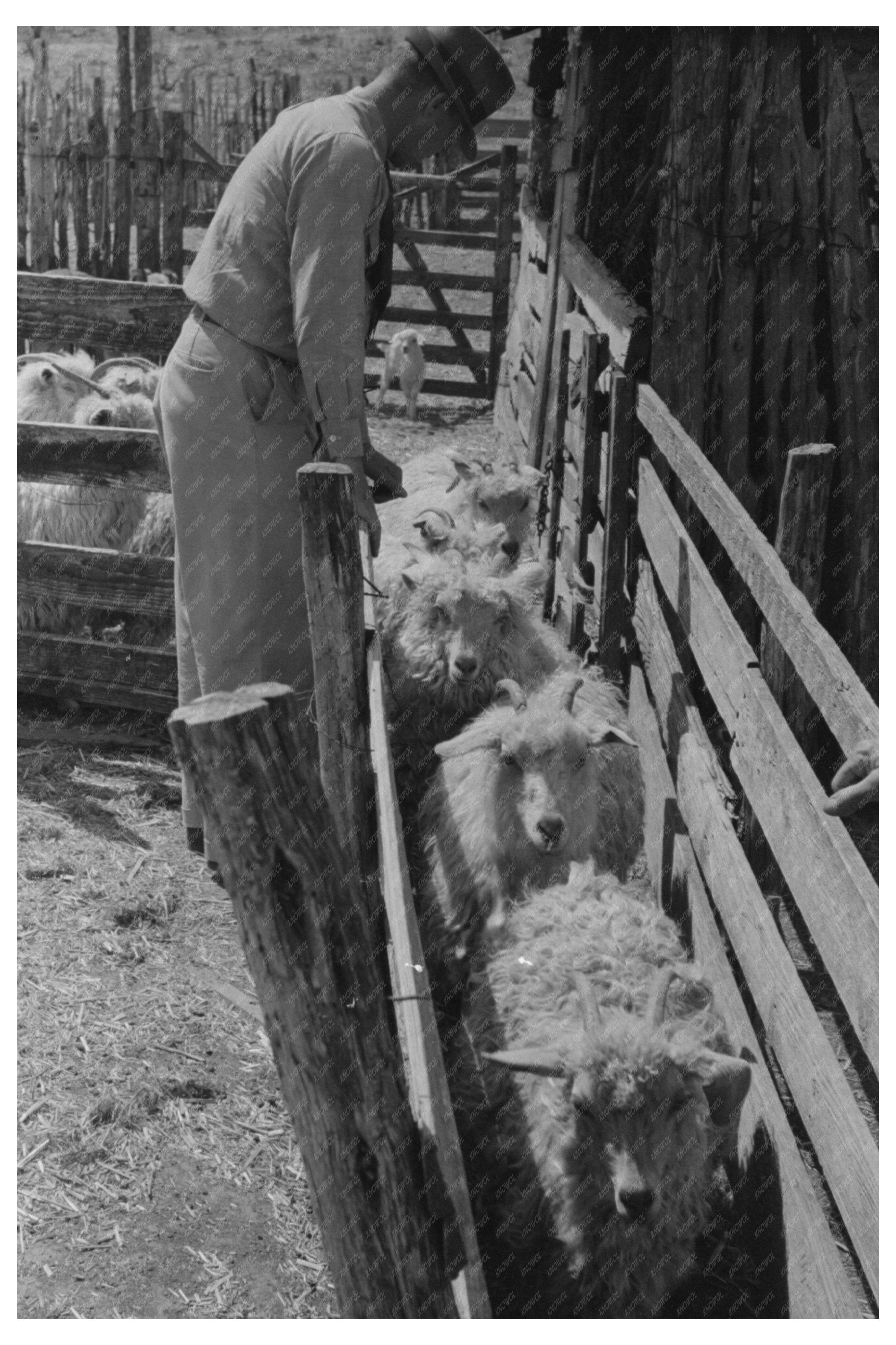 Herding Goats to Shearing Pen in Kimble County Texas 1940