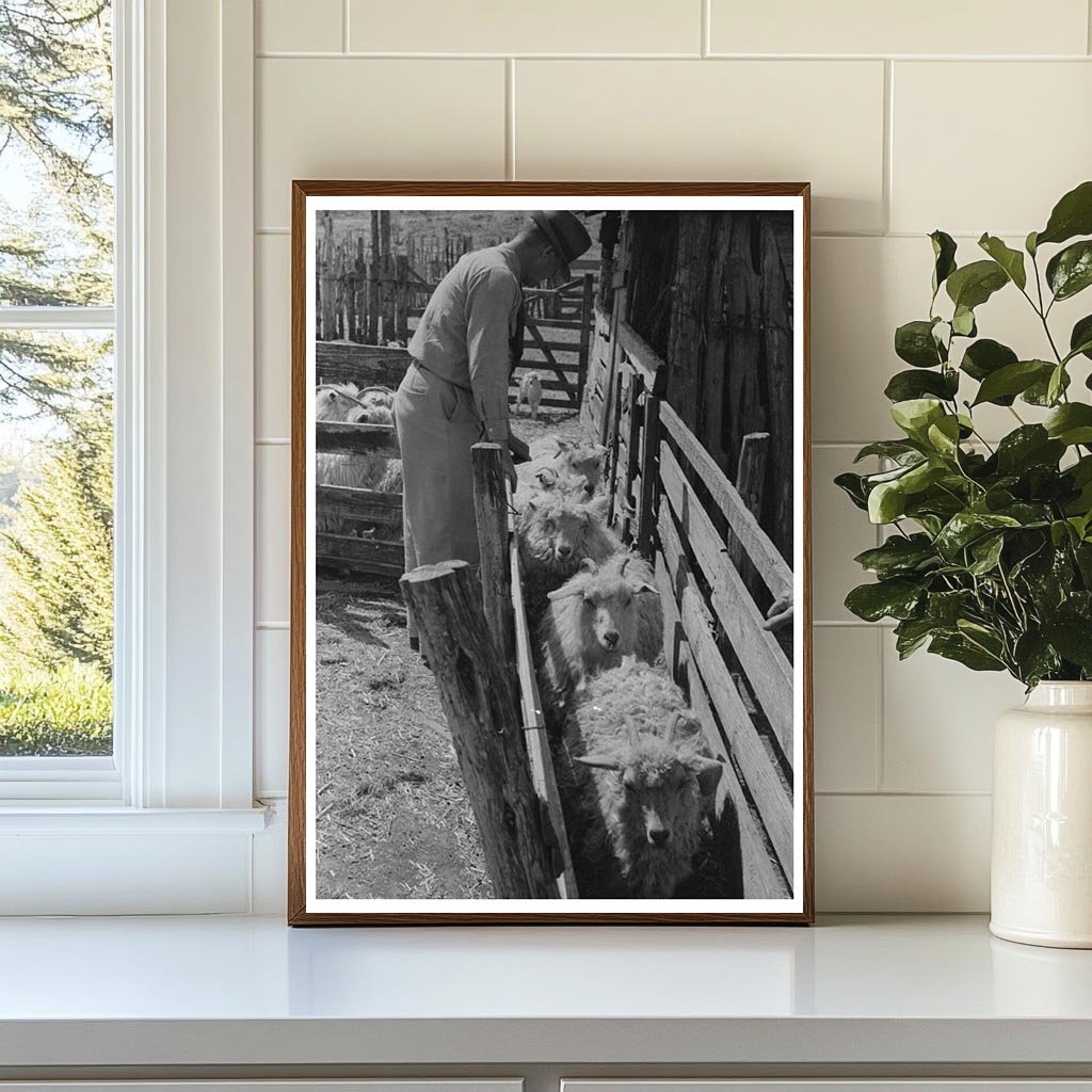 Herding Goats to Shearing Pen in Kimble County Texas 1940