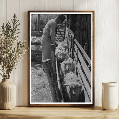 Herding Goats to Shearing Pen in Kimble County Texas 1940