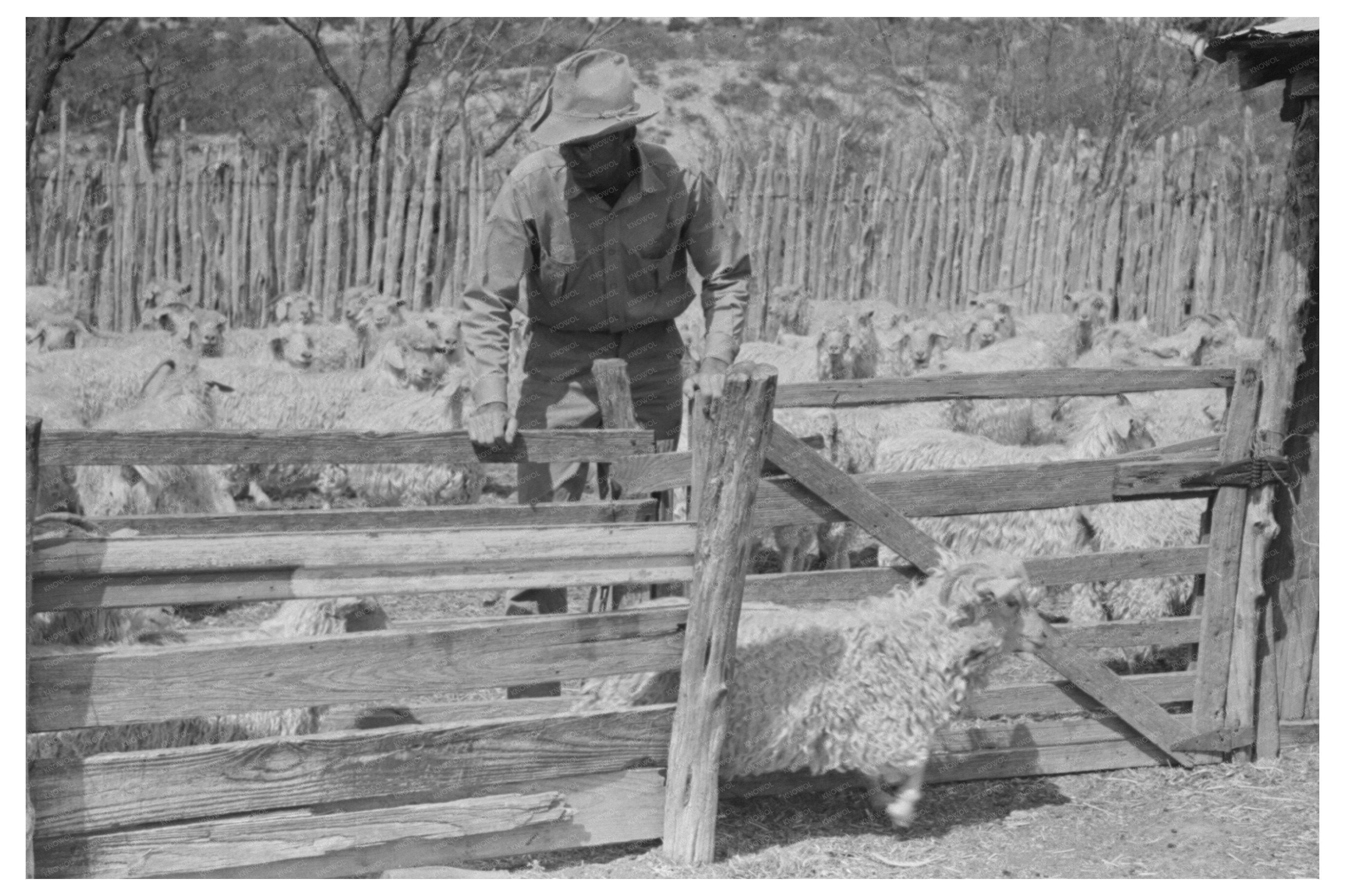 Kimble County Texas Ranch Goat Exhibition March 1940