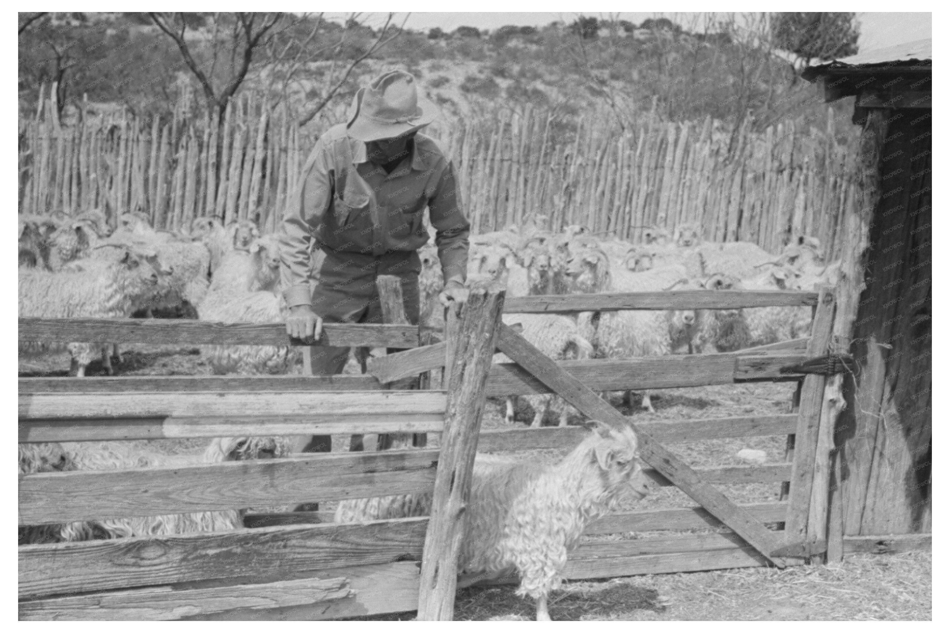 Vintage 1940 Goat Separation at Kimble County Ranch