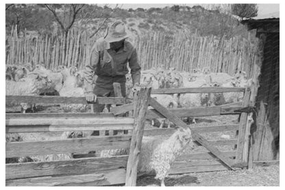 Vintage 1940 Goat Separation at Kimble County Ranch