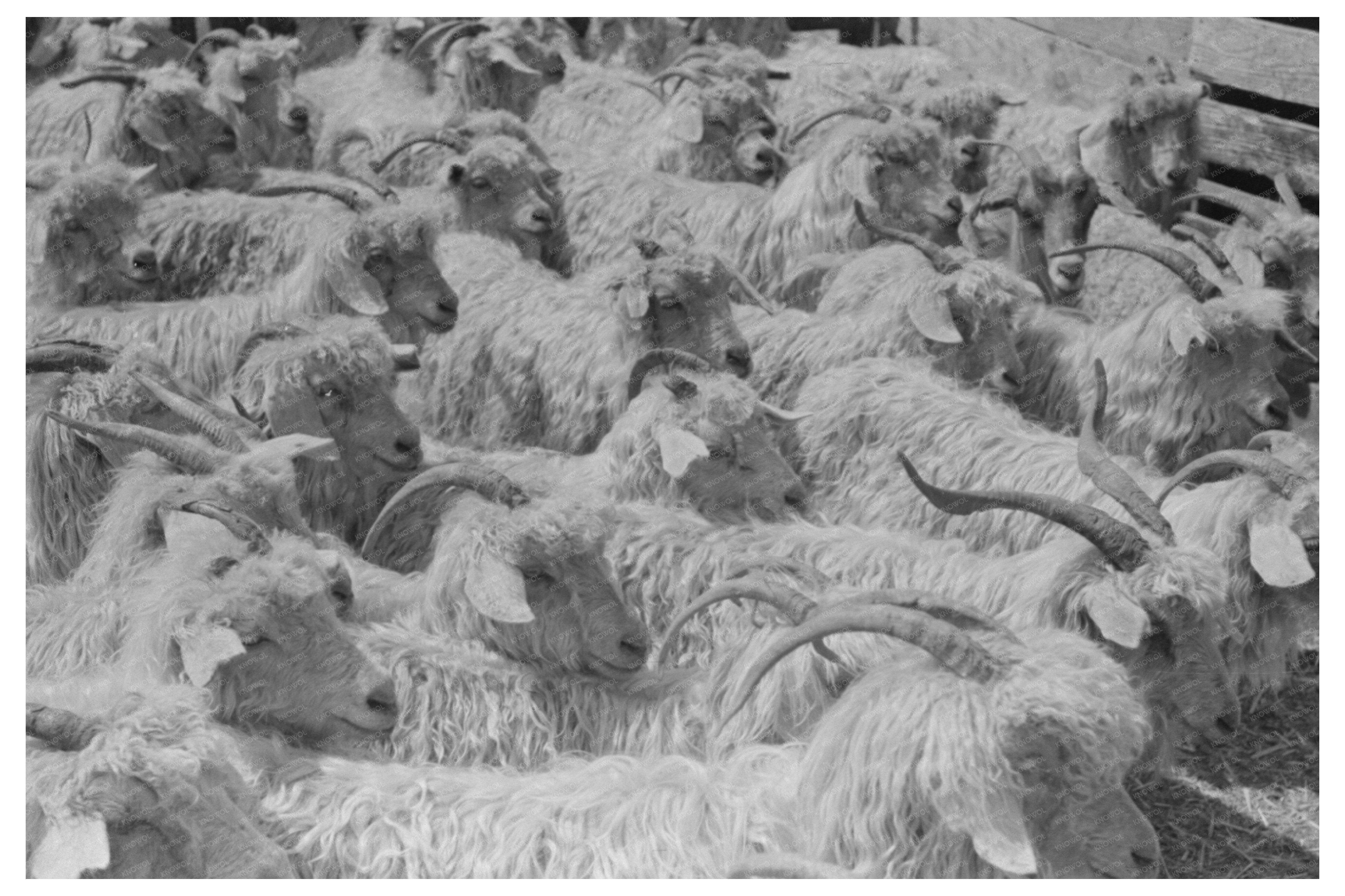 Goats on a Kimble County Ranch Texas March 1940