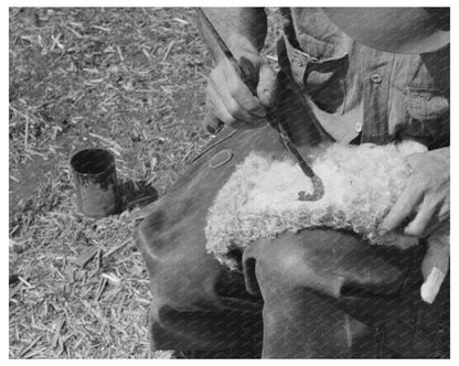 Painting Markings on Newborn Goat Kimble County Texas 1940