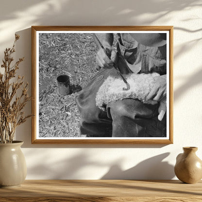 Painting Markings on Newborn Goat Kimble County Texas 1940