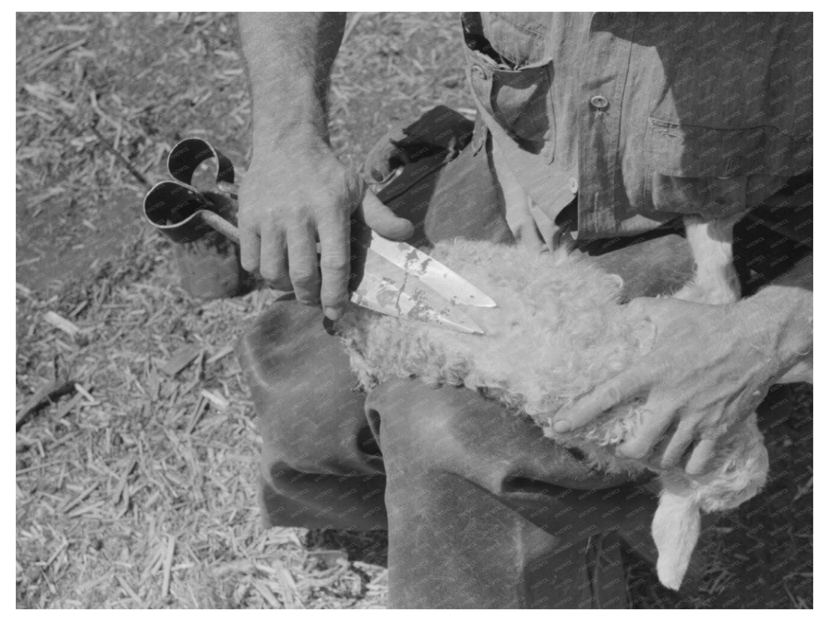 Vintage 1940 Hand Shearing of Kid at Kimble County Ranch