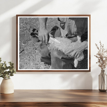 Vintage 1940 Hand Shearing of Kid at Kimble County Ranch