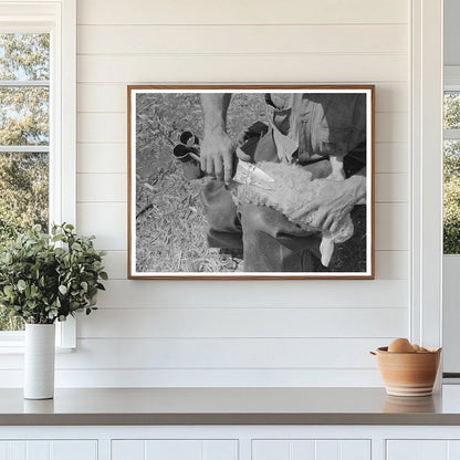 Vintage 1940 Hand Shearing of Kid at Kimble County Ranch