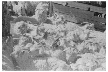 Vintage Goats on Kimble County Ranch Texas March 1940