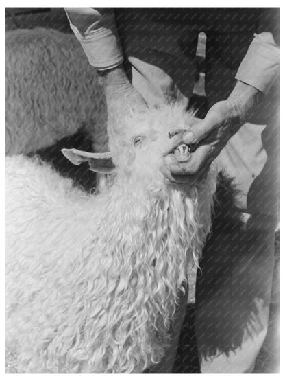 Rancher Examining Goat Teeth Kimble County Texas 1940
