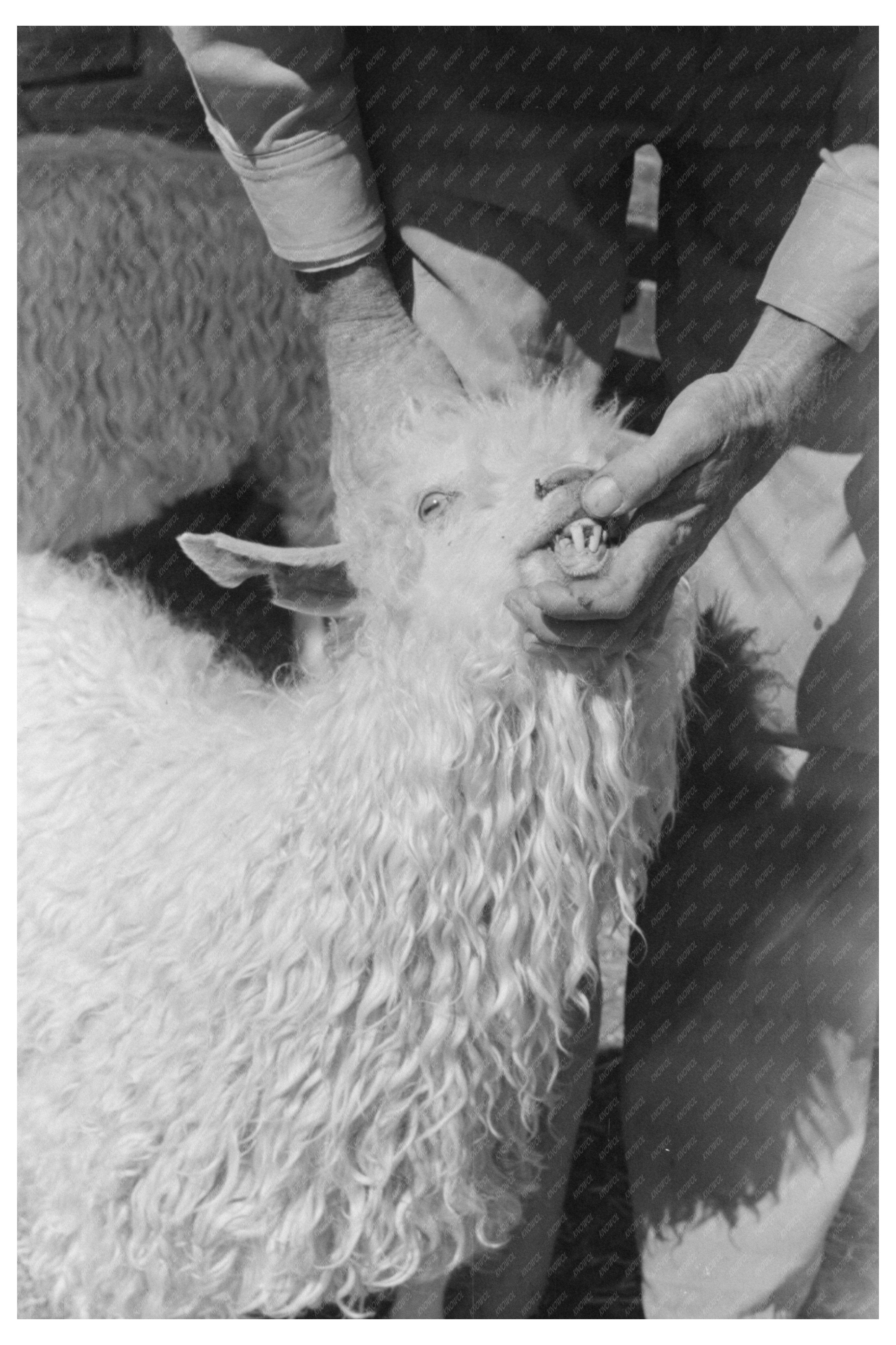 Kimble County Texas Ranch Goat Age Assessment March 1940