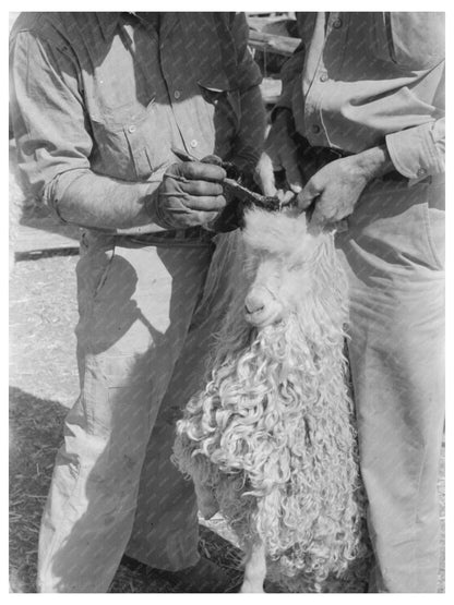 Man Painting Goat Horns in Kimble County Texas 1940