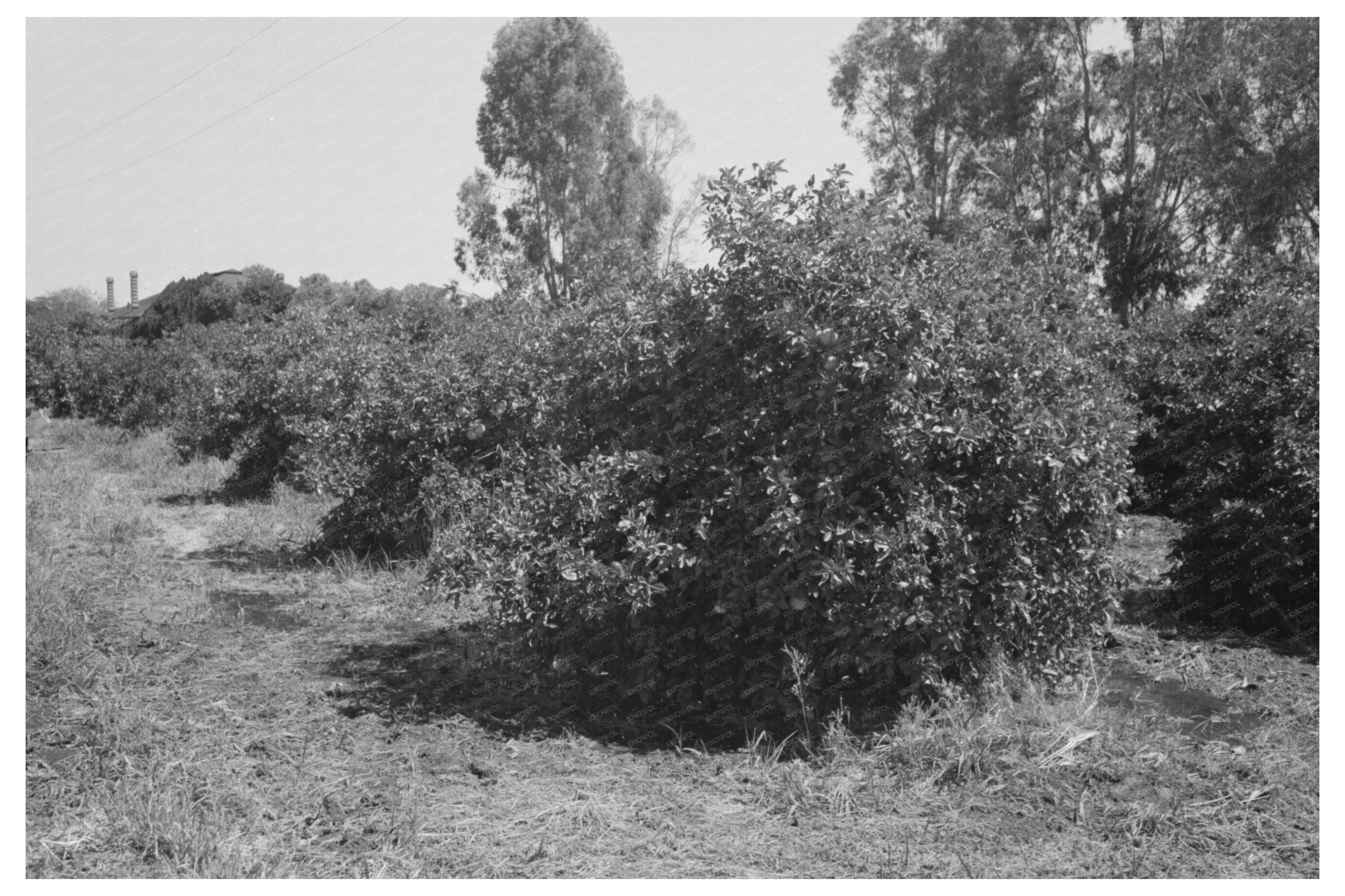 Irrigating Orange Trees in Maricopa County Arizona 1940