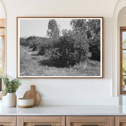 Irrigating Orange Trees in Maricopa County Arizona 1940