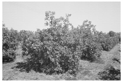 Orange Trees in Maricopa County Arizona April 1940