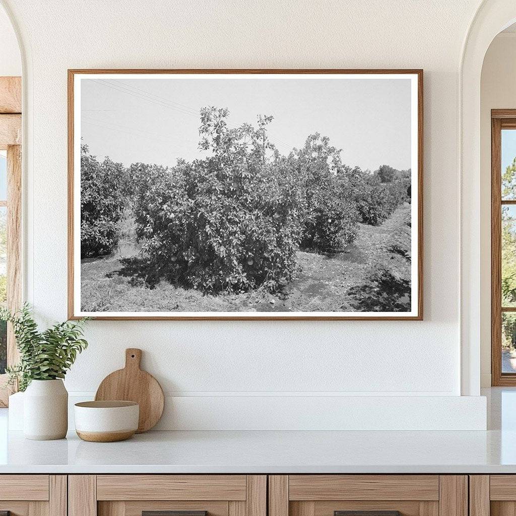 Orange Trees in Maricopa County Arizona April 1940