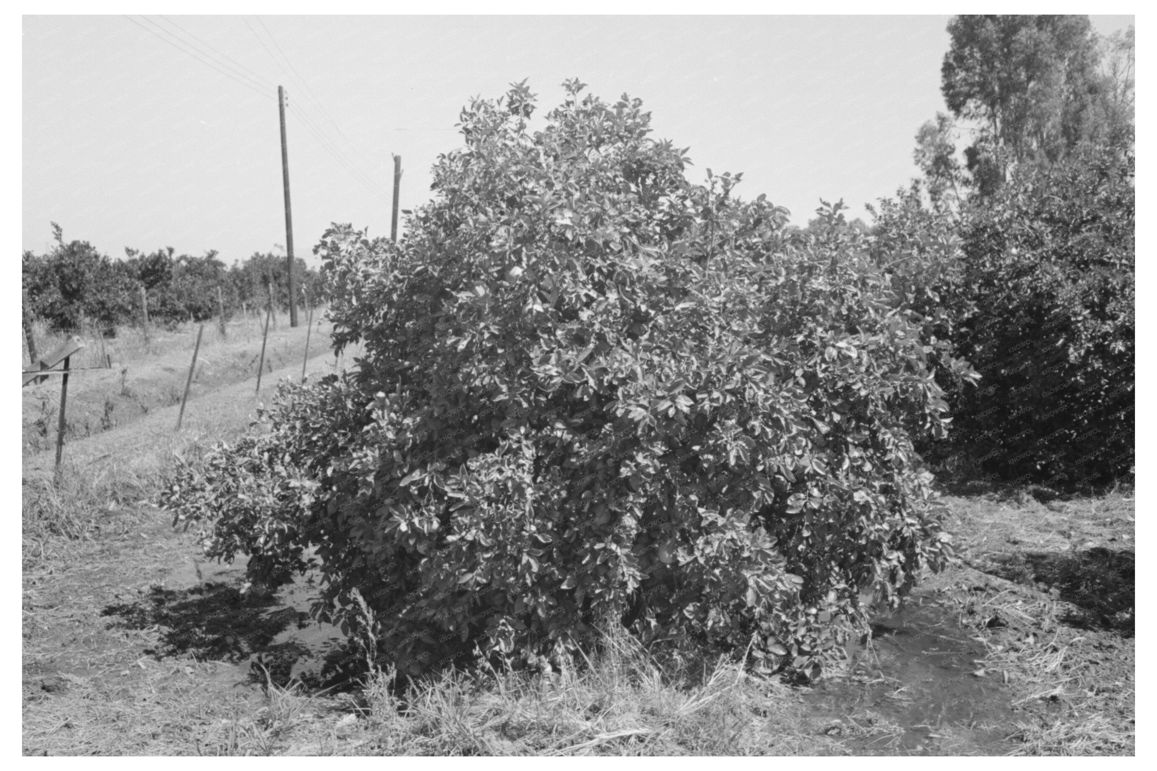 Irrigating Orange Tree in Maricopa County Arizona 1940