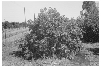 Irrigating Orange Tree in Maricopa County Arizona 1940