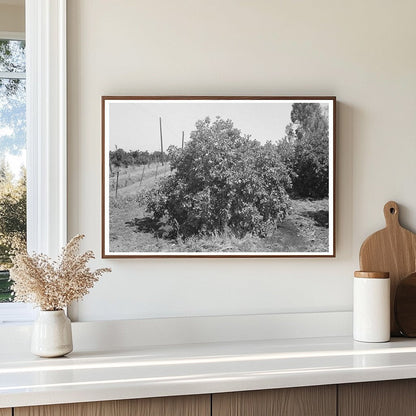 Irrigating Orange Tree in Maricopa County Arizona 1940