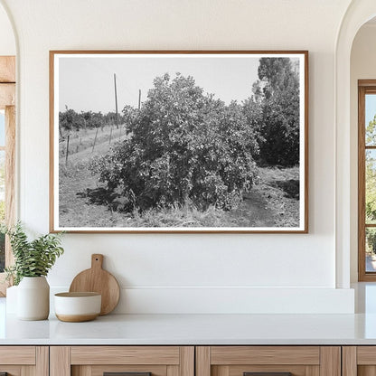 Irrigating Orange Tree in Maricopa County Arizona 1940