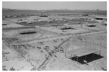 Dairy Cattle Shelters at Casa Grande Valley Farms 1940