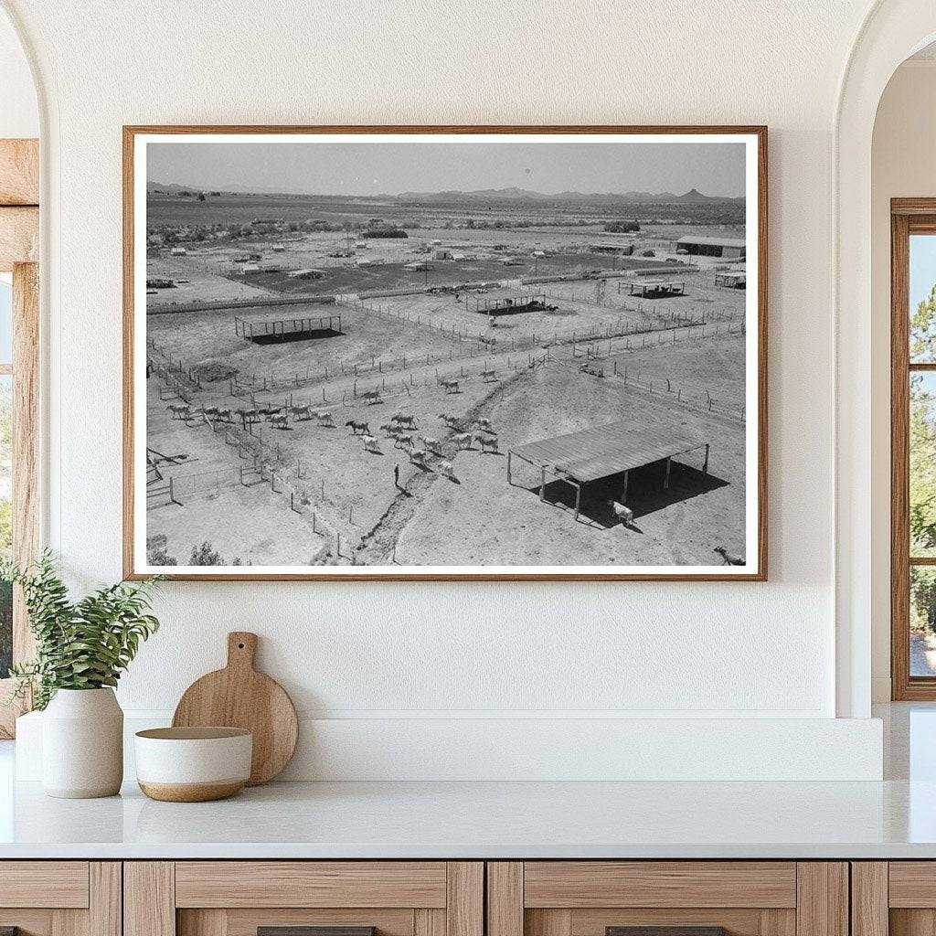 Dairy Cattle Shelters at Casa Grande Valley Farms 1940