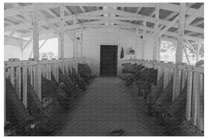 Dairy Cattle Milking at Casa Grande Valley Farms 1940