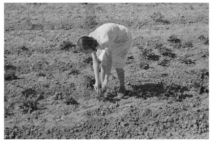 Woman Picking Strawberries in Casa Grande Valley Farms 1940