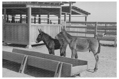 Mule Colts Tom and Jerry at Casa Grande Farms 1940
