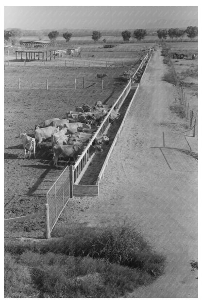 Dairy Cattle Feeding at Casa Grande Valley Farms 1940