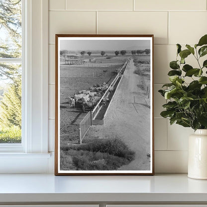 Dairy Cattle Feeding at Casa Grande Valley Farms 1940