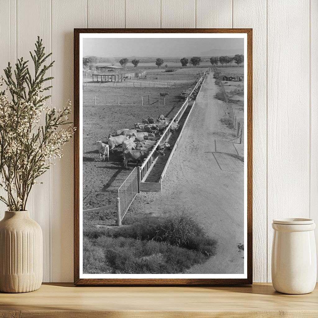 Dairy Cattle Feeding at Casa Grande Valley Farms 1940