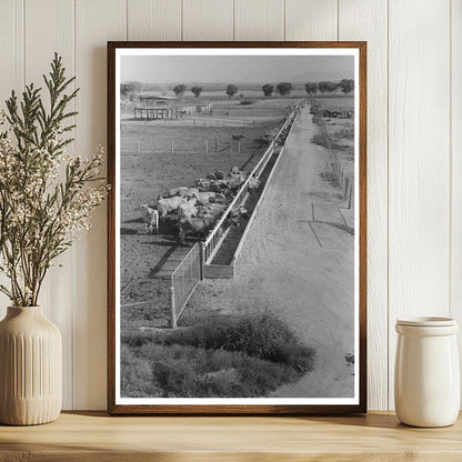 Dairy Cattle Feeding at Casa Grande Valley Farms 1940