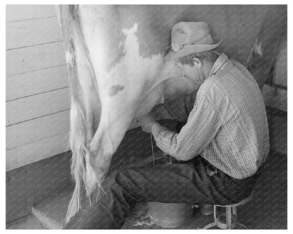 Milking Time at Casa Grande Valley Farms Arizona 1940