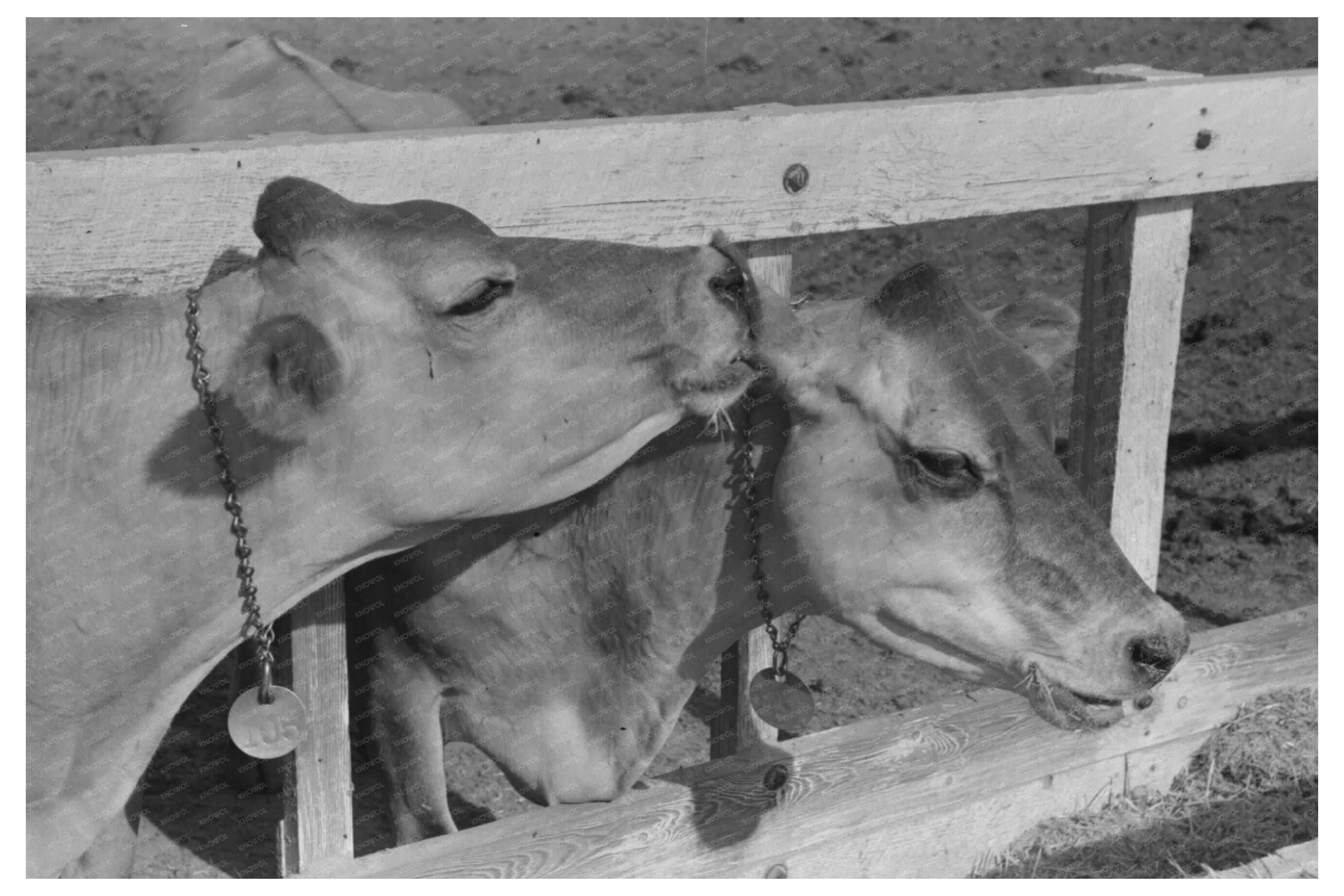 Dairy Cattle at Casa Grande Valley Farms Arizona 1940