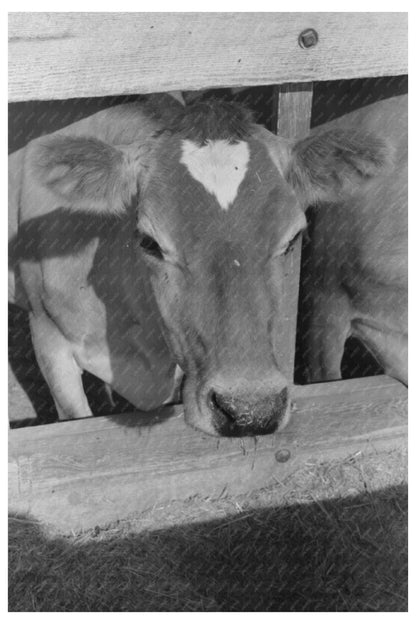 Dairy Cow at Casa Grande Valley Farms Arizona 1940