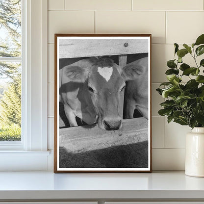 Dairy Cow at Casa Grande Valley Farms Arizona 1940