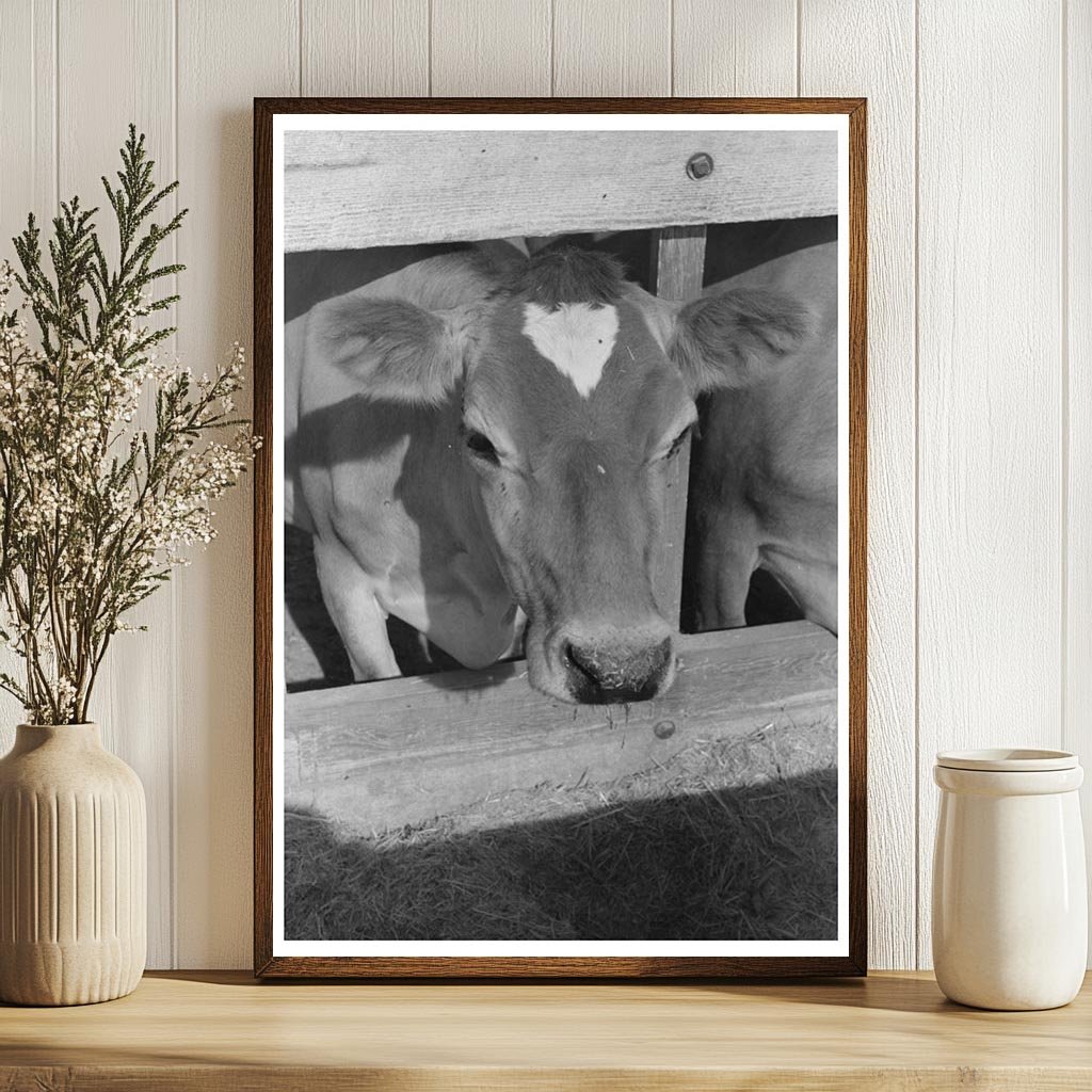 Dairy Cow at Casa Grande Valley Farms Arizona 1940