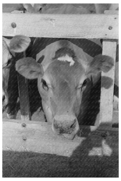 Dairy Cow at Casa Grande Valley Farms Arizona April 1940