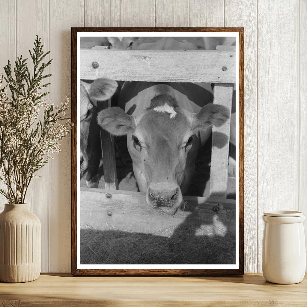 Dairy Cow at Casa Grande Valley Farms Arizona April 1940