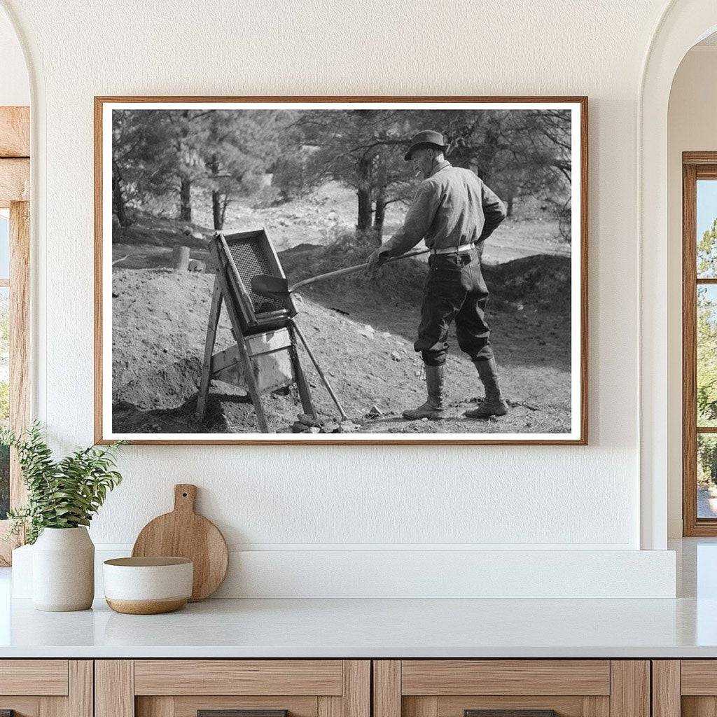 Prospector Shoveling Gold-Bearing Dirt Pinos Altos 1940