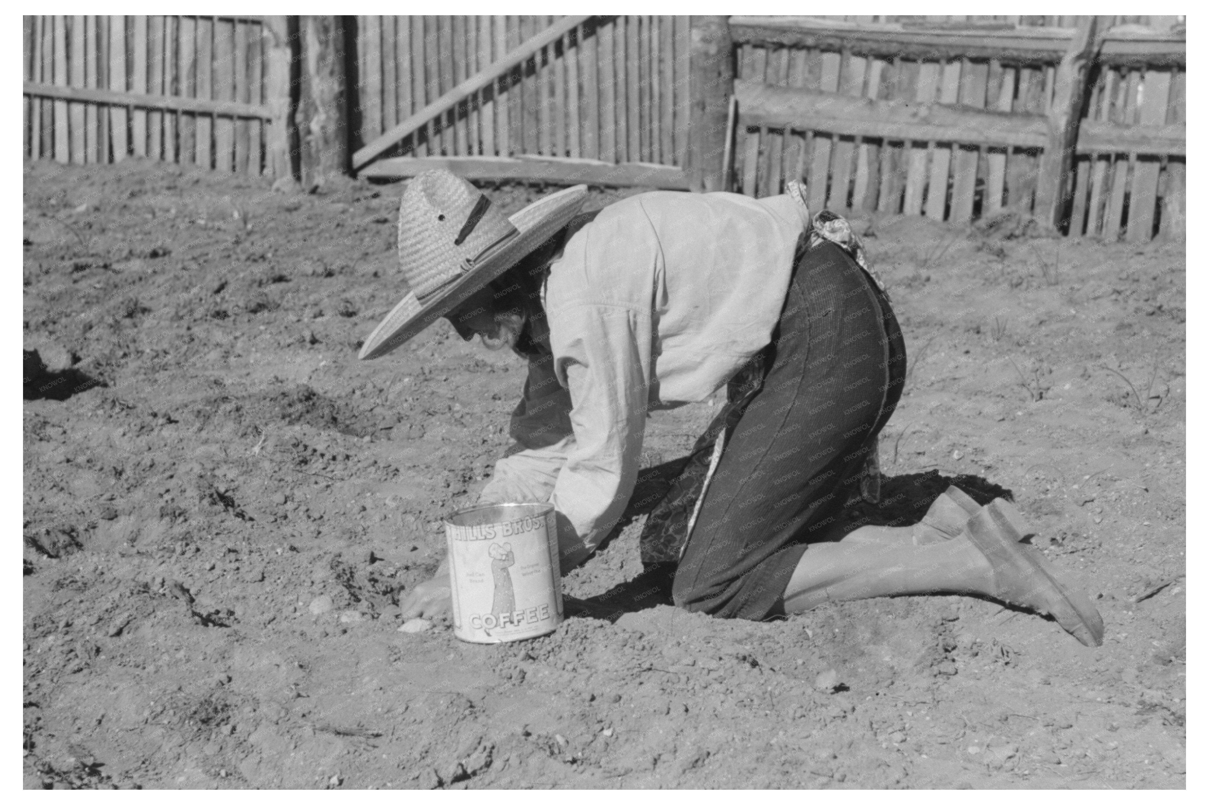 Mrs. Caudill Planting Cabbage in Pie Town New Mexico 1940