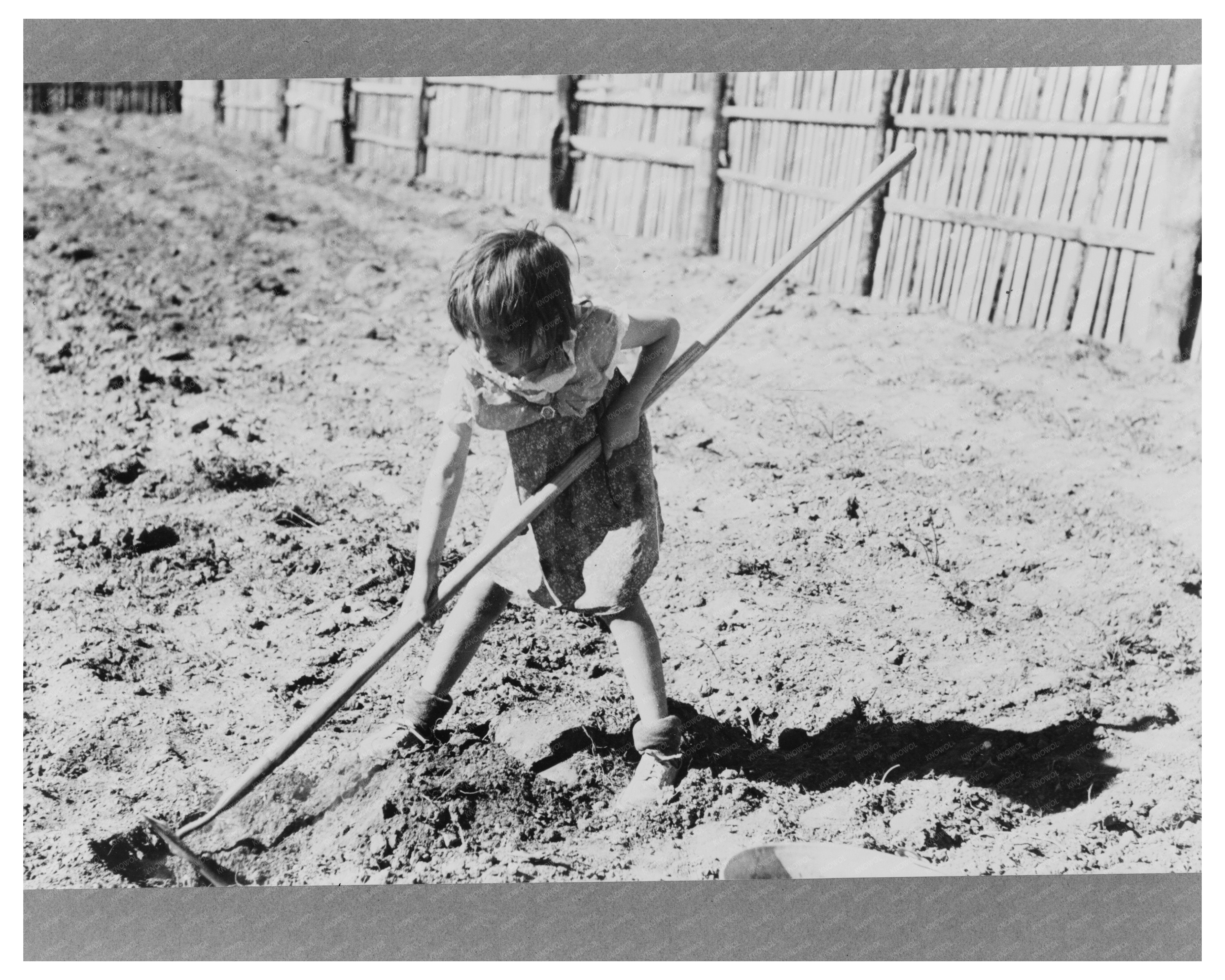 Josie Caudill Planting Cabbage in Pie Town New Mexico 1940