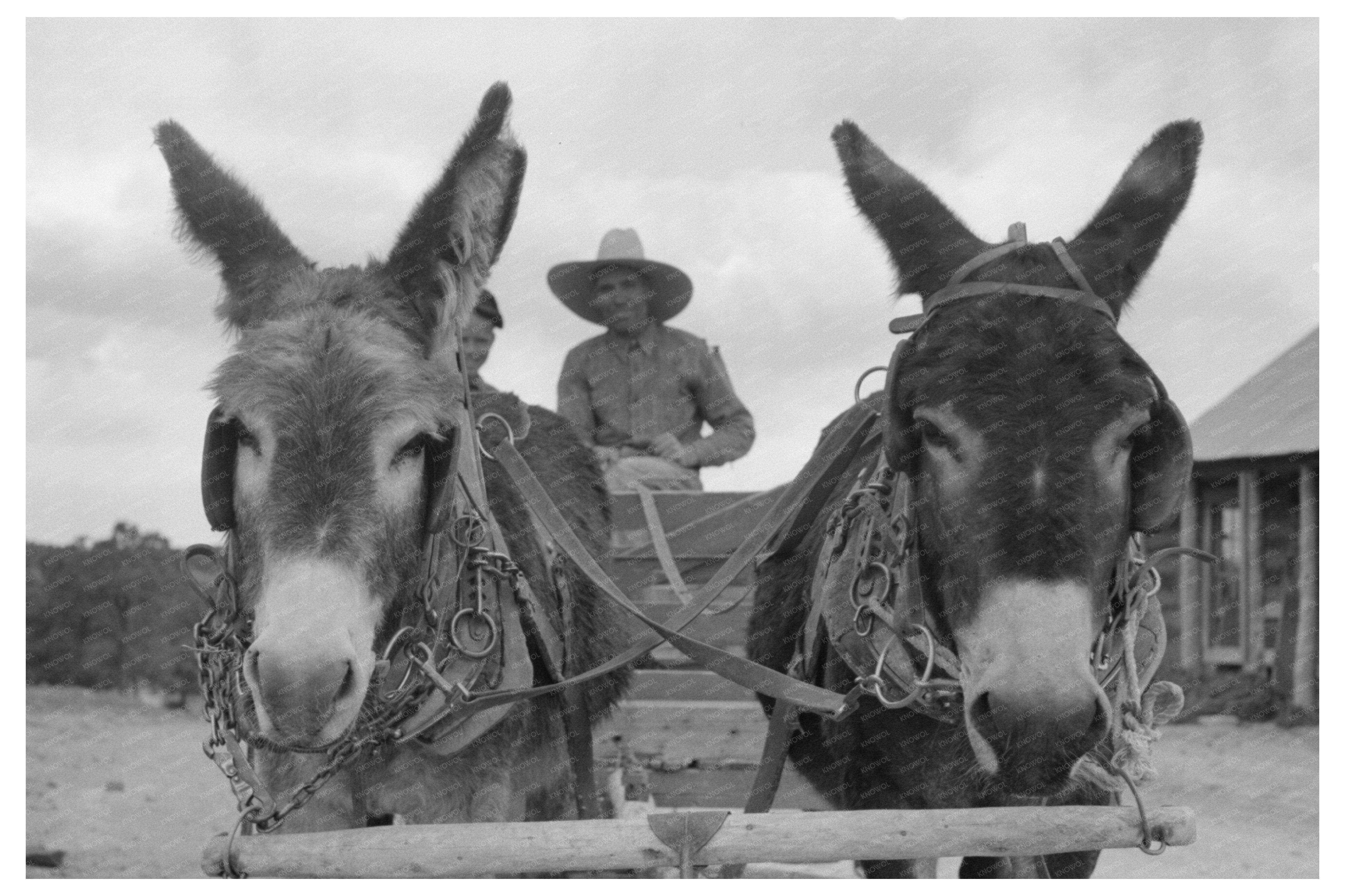 Burros Pull Cart in Pie Town New Mexico June 1940