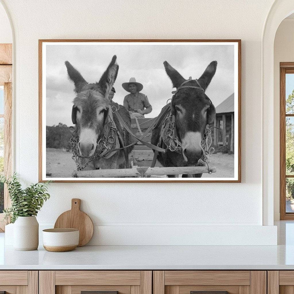 Burros Pull Cart in Pie Town New Mexico June 1940