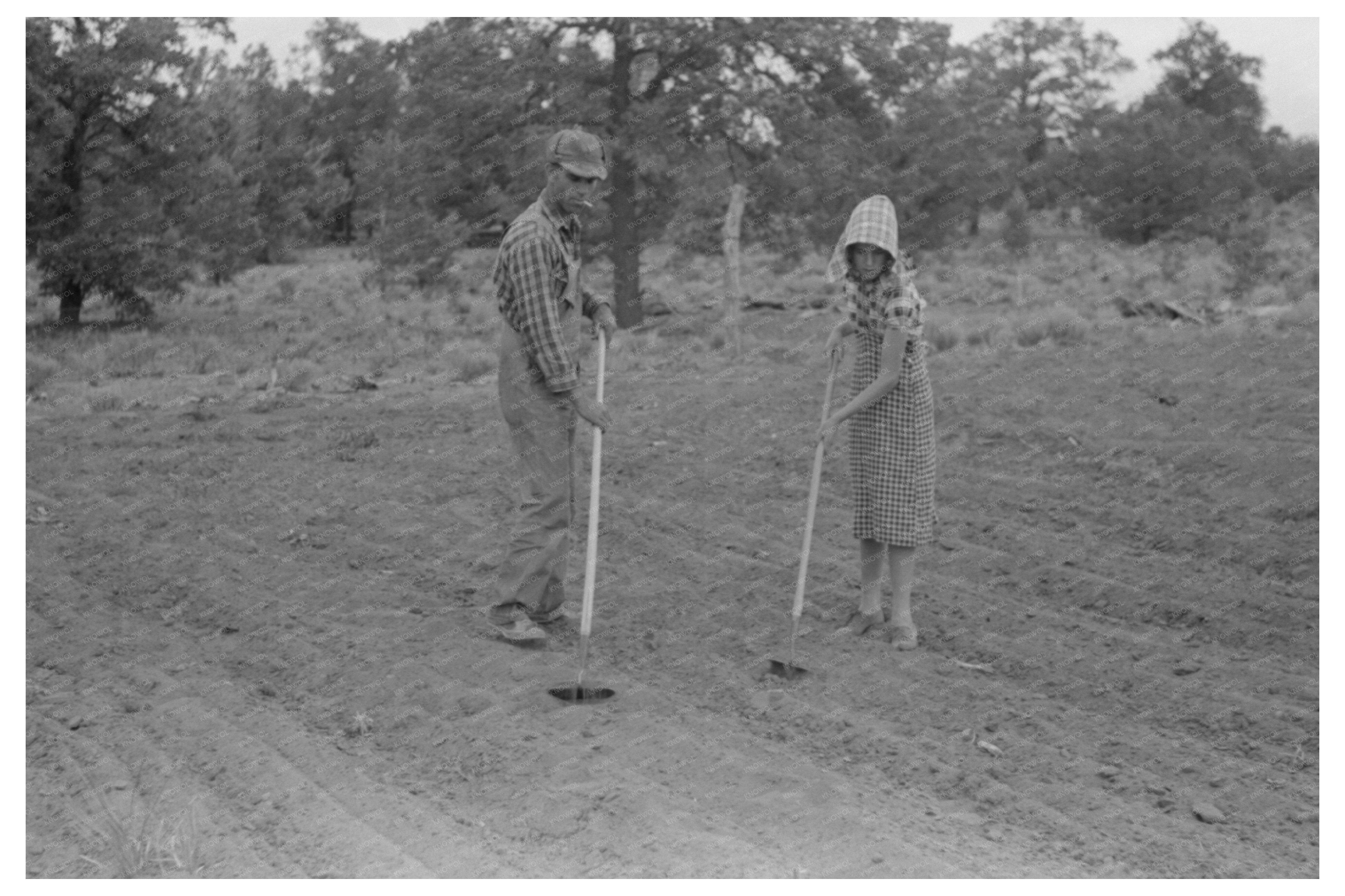 Jack Whinery and Daughter Covering Beans Pie Town 1940