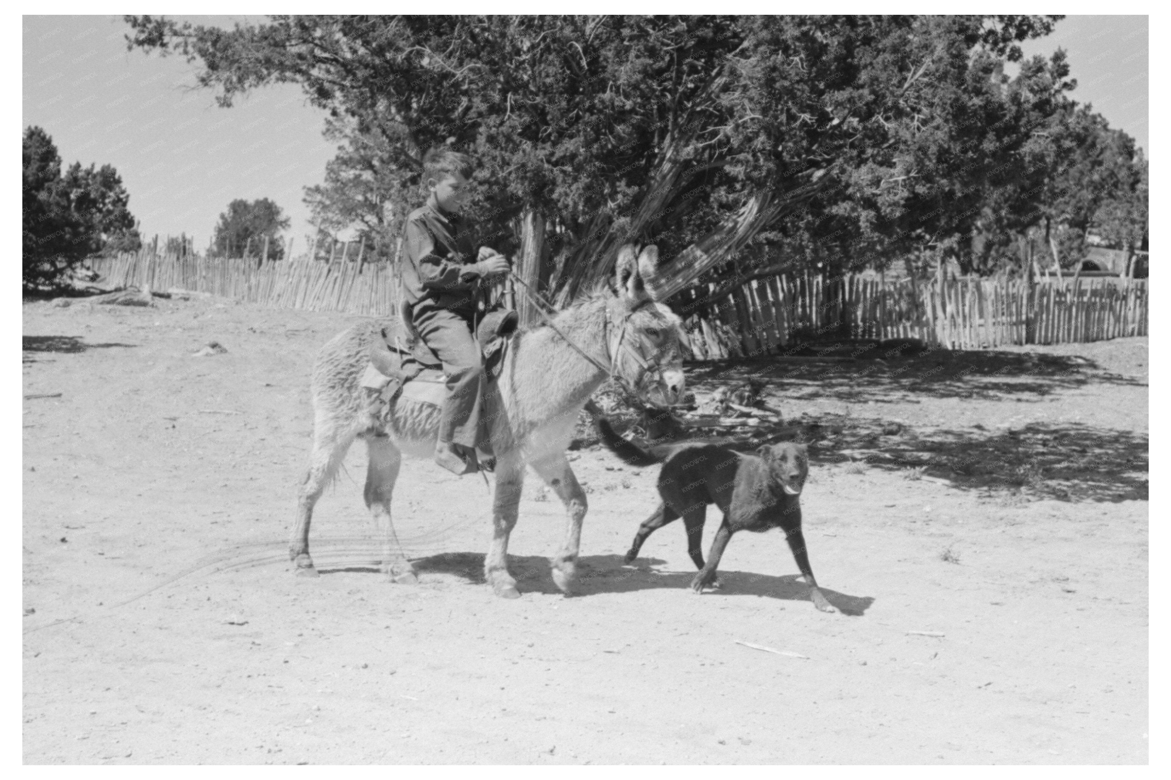 Young Hutton with Dog and Burro Leading Cows Pie Town 1940