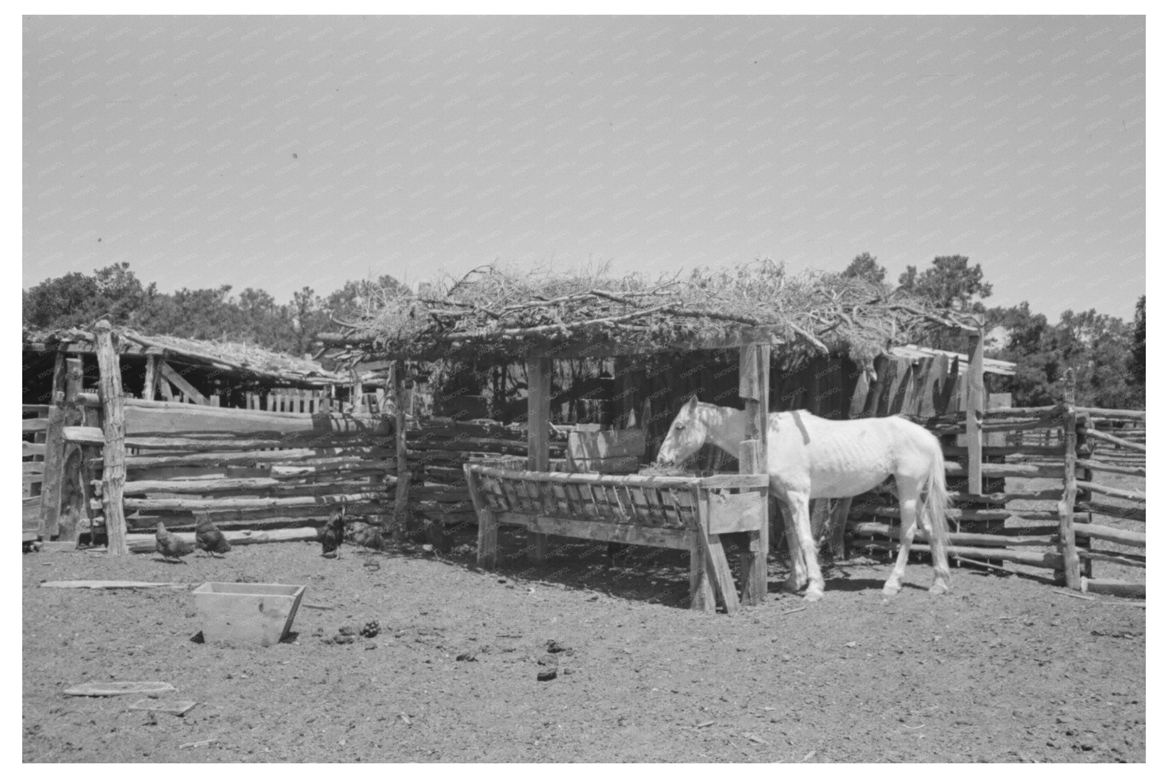 Horse Lot on Homesteaders Farm Pie Town New Mexico 1940