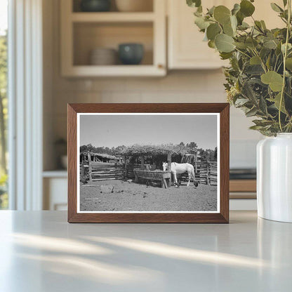 Horse Lot on Homesteader Farm Pie Town New Mexico 1940